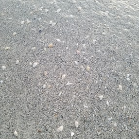 Beach shells coquina 400x400